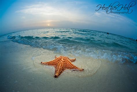 SILVER SANDS: Starfish Point, Well Worth the Trip!