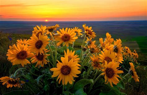 Sfondi : tramonto, natura, giallo, girasoli, fiore, girasole, flora, petalo, prato, Fiore di ...