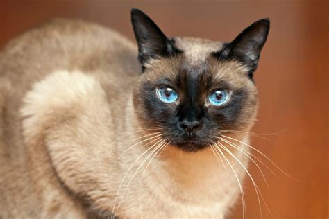 62 Best Siamese Cat Names | Great Pet Care