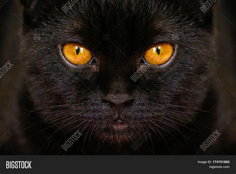 Close- Serious Black Image & Photo (Free Trial) | Bigstock