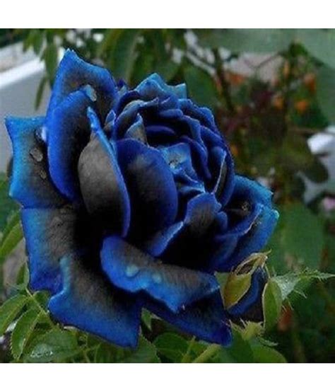 Futaba Midnight Rose Flower Seed Flower Seeds: Buy Futaba Midnight Rose Flower Seed Flower Seeds ...