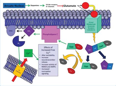 Figure 4 from Therapeutic Basis of Clinical Pain Modulation. | Semantic ...