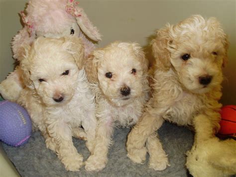 Cute Puppy Dogs: Poodle Puppies