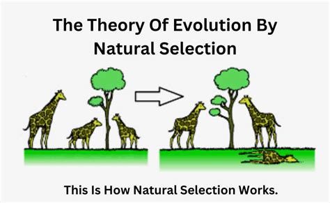 Natural Selection Evolution