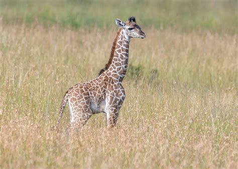 Masai Giraffe (baby) | Masai Mara (MNC) | Kenya Whilst most … | Flickr