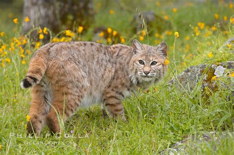 Bobcat, Sierra Nevada foothills, Mariposa, California, Lynx rufus photo