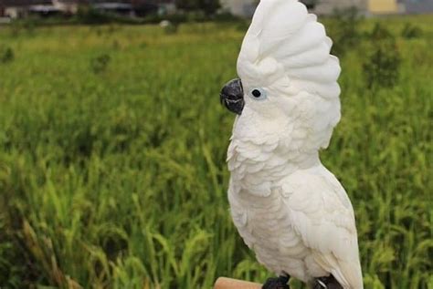 13 Jenis Burung Kakatua Beserta Gambar dan Habitat Aslinya