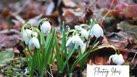 Wanna Choose Best Snowdrop for Romantic Garden? Here's the One