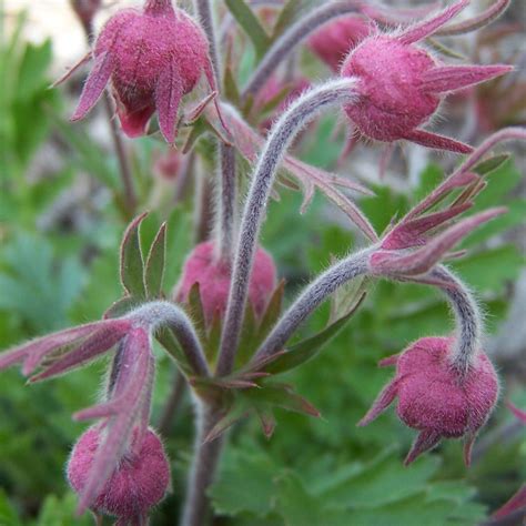 Cool Prairie Smoke Flower For Sale Ideas - Cohomemade