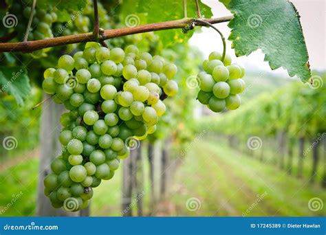 White Grapes In A Vineyard Royalty Free Stock Images - Image: 17245389