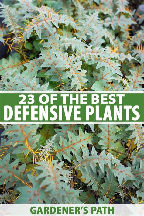 23 of the Best Defensive Plants for Home Security | Gardener's Path