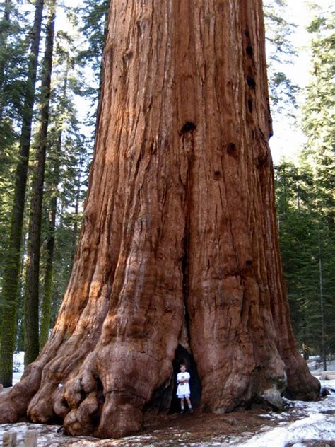 Pix Grove: Ten Tallest Trees On The Earth