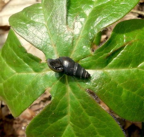 Black Snail Photograph by Amanda Myers - Fine Art America