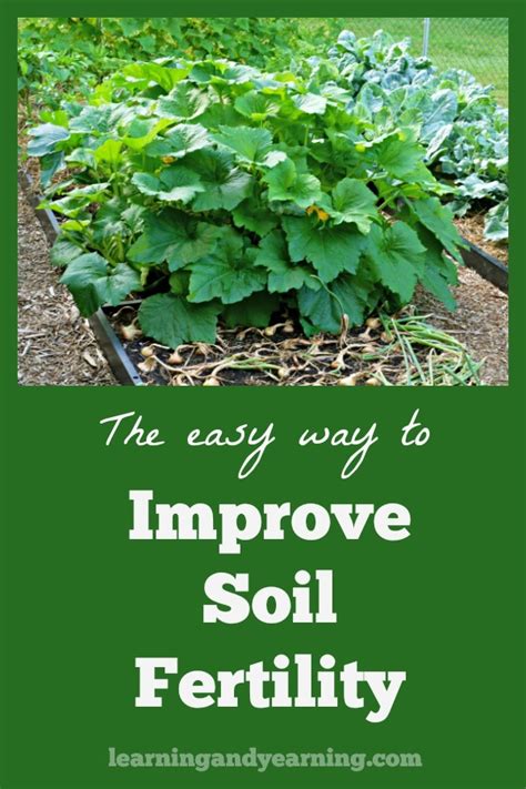 The Easy Way to Improve Soil Fertility | Soil improvement, Garden soil ...