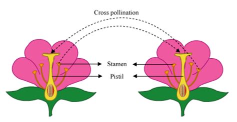 Briefly explain cross pollination and self-pollination, using appropriate illustrations? | Socratic