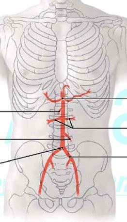 Celiac Trunk Diagram | Quizlet