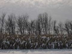 Snowy field | Snowy farm field. Anyone can use this image fr… | Flickr