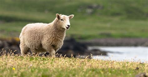 How Is the Lamb Worthy in Revelation 5?