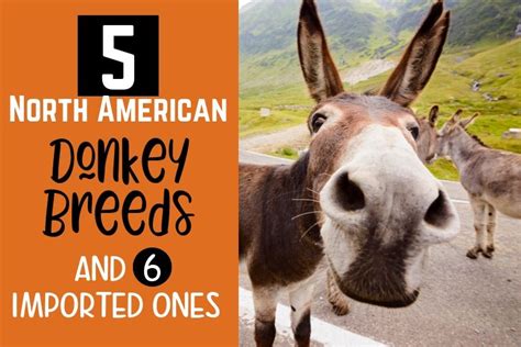 5 North American Donkey Breeds and 6 Imported Ones - Helpful Horse Hints