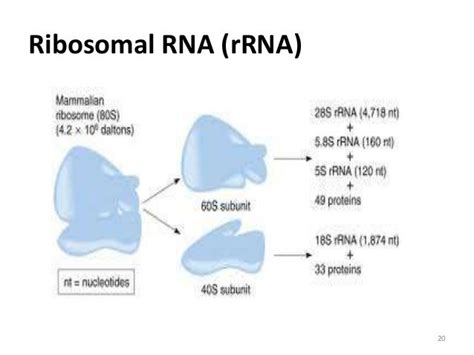 Rna structure