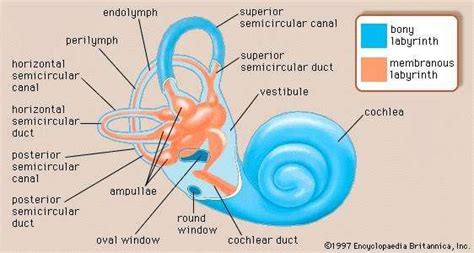 Bony labyrinth | anatomy | Britannica.com