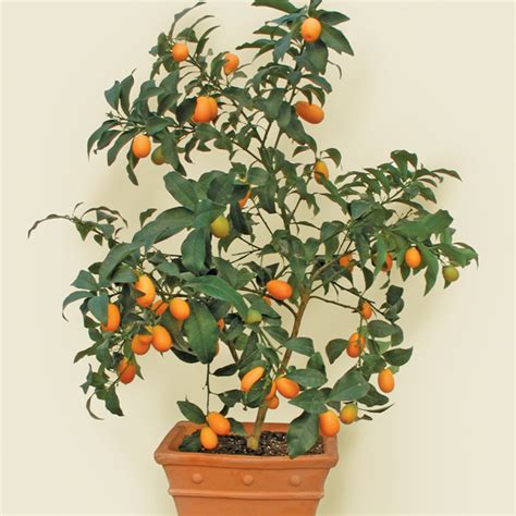 Meiwa Kumquat Tree | Meiwa Kumquat Tree For Sale | Citrus.com