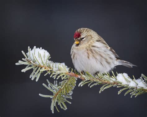 Common Redpoll | Audubon Field Guide