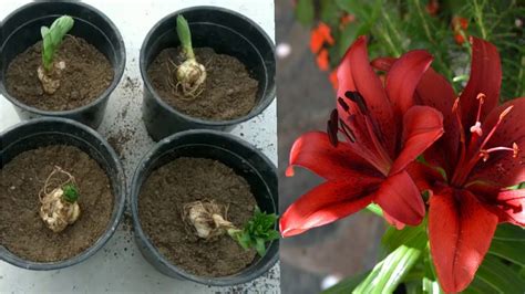 Best way to Grow Lilium Bulbs :: - YouTube