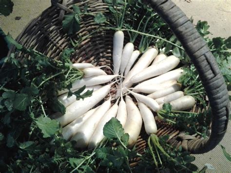 Longhaul Farm: Preserving: Daikon radish