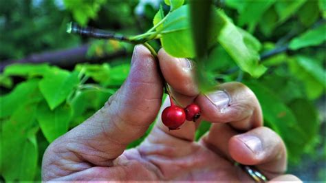 How to Identify and Find the Serviceberry aka Juneberry Tree Identification Guide Fruit Bark ...