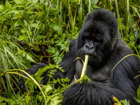 Rwanda Safaris: Best Gorilla Tours & Wildlife Safaris 2024/25