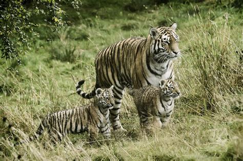 Amur tiger cubs Photograph by Sam Smith Photography | Fine Art America