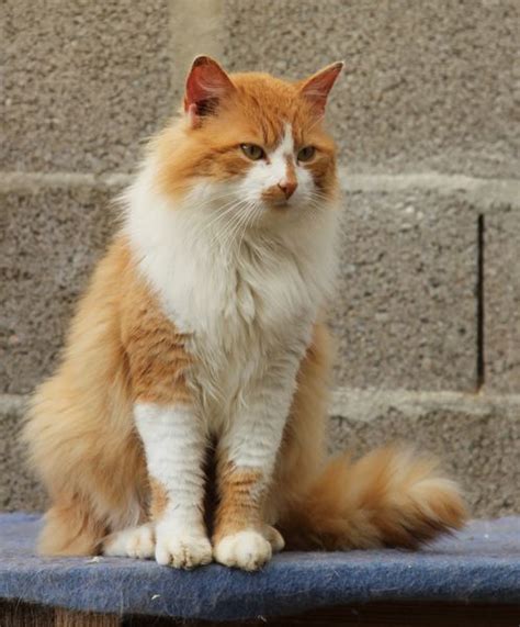 Image - Chat-roux-et-blanc-angora.jpg | Wiki La guerre des Clans ...