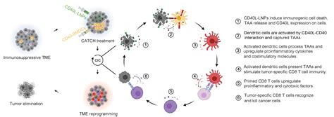 Close the Cancer-Immunity Cycle by integrating lipid nanoparticle-mRNA formulations and ...