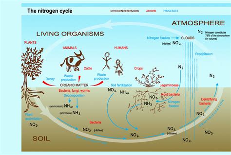 Simplified Nitrogen Cycle Diagram