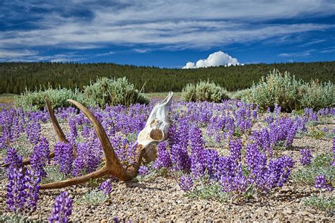 High Desert Lupine Photograph by Jackie Gorton - Fine Art America