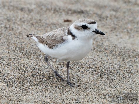 Snowy Plover Awareness | California Academy of Sciences