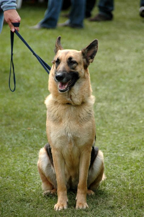 ファイル:German Shepherd Dog sitting leash.jpg - Wikipedia