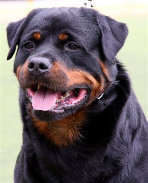 Five Best Personal Protection Dog Breeds | PetHelpful