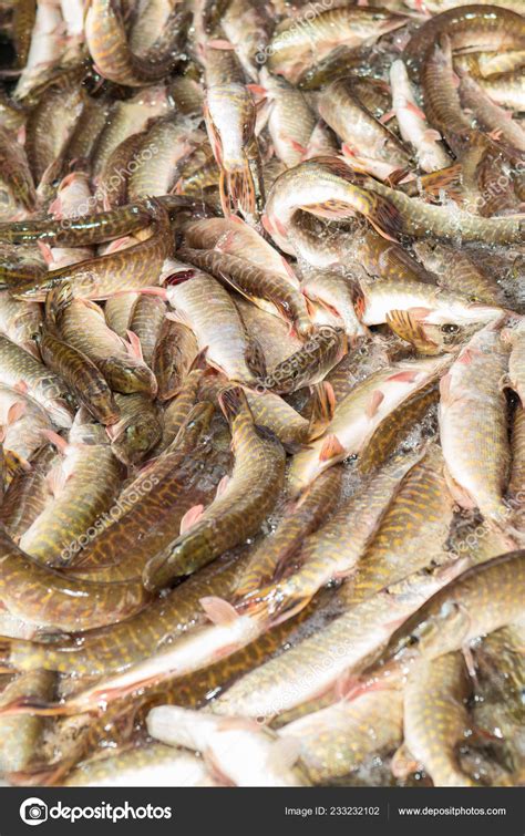 Fish Farming Farm Breeding Carp Catch Biomass Sorting Fish — Stock Photo © Kozlik #233232102