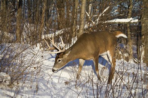 White-tailed Deer In Winter Photograph by Linda Freshwaters Arndt | Fine Art America