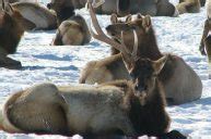 6 Awesome Videos of Deer and Elk Shedding Antlers