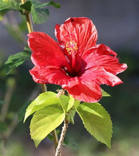 Top 27 Most Beautiful Hibiscus Flowers