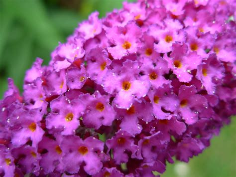 File:Purple Flowers 1296.jpg - Wikimedia Commons