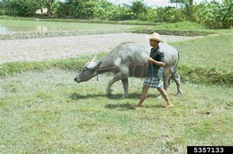 water buffalo (Bubalus bubalis)