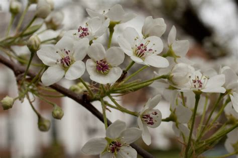 Callery pear – Woody Plants of Ohio