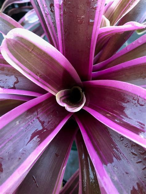 Neoregelia 'Dyn-O-Myte' albomarginated – Tropiflora