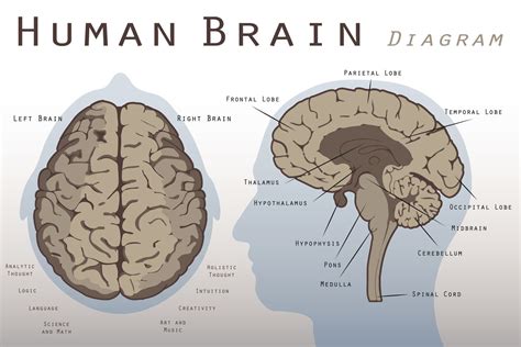 Midbrain Anatomy