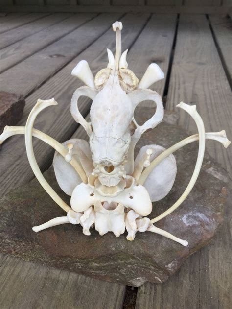 Bone Sculpture - Etsy | Animal skull decor, Sculpture, Bones