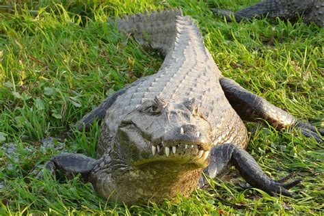 How Fast Can a Crocodile Run on Land? – Fauna Facts